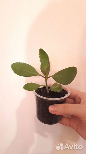 Каланхоэ лечебное