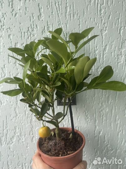 Цитрофортунелла-Каламондин