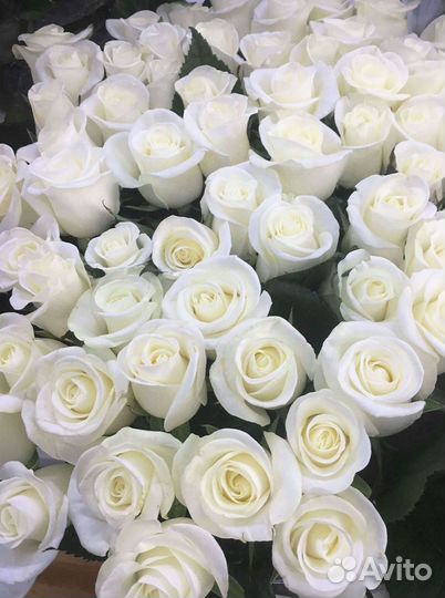 Высокие розы Гигантские розы Доставка цветов