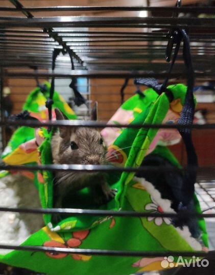 Передержка грызунов,попугаев,насекомых,улиток и др