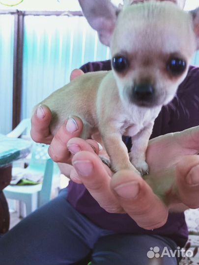 Щенки чихуахуа мини