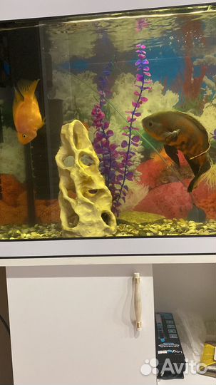 Попугай, астранутос, парчовый сом, акара