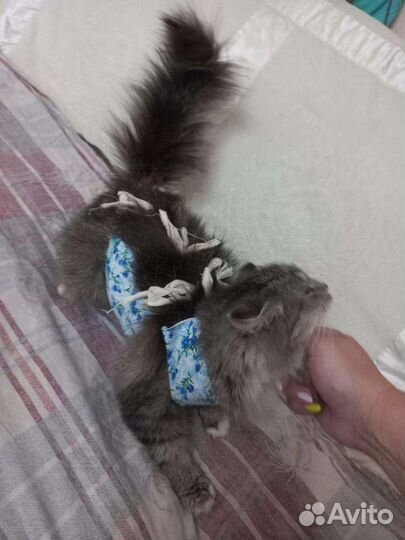 Кошечка. Стерилизована Солнечногорск. ищем добрые