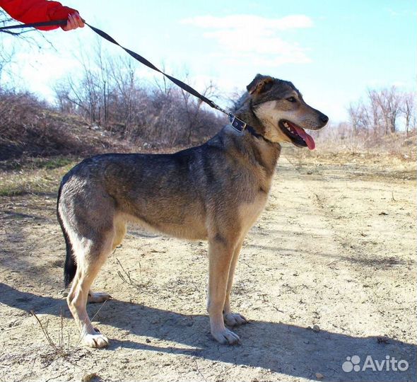 Собака Умка