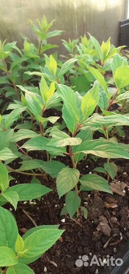 Гортензия метельчатая Юник