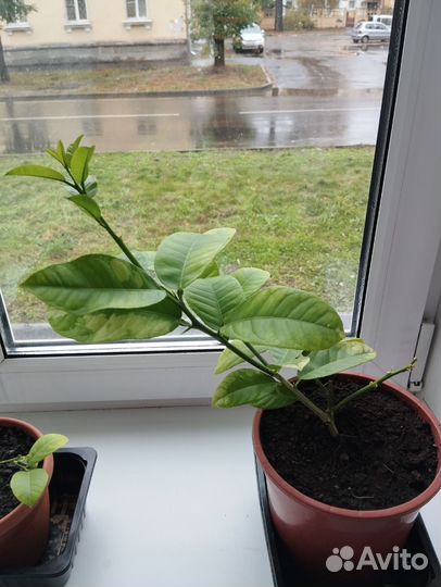 Комнатные лимонные деревья