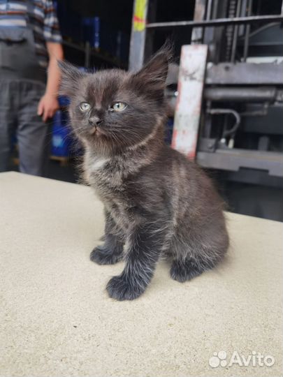 Отдам котенка в добрые руки