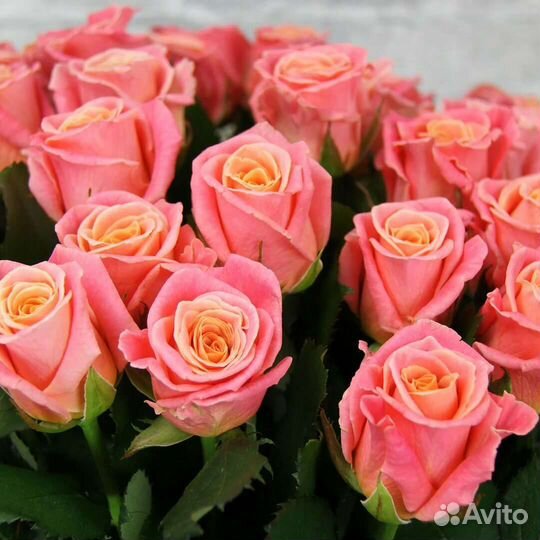 Живые розы, букеты, композиции. Доставка