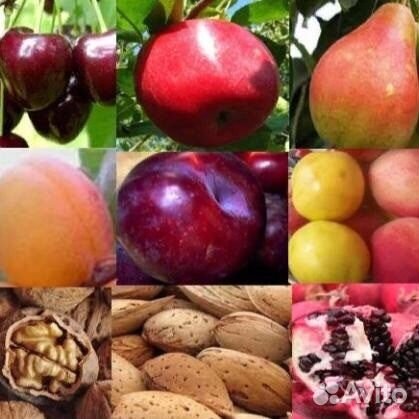 Саженцы плодовых деревьев