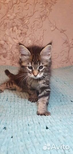 Котята мэйн кун