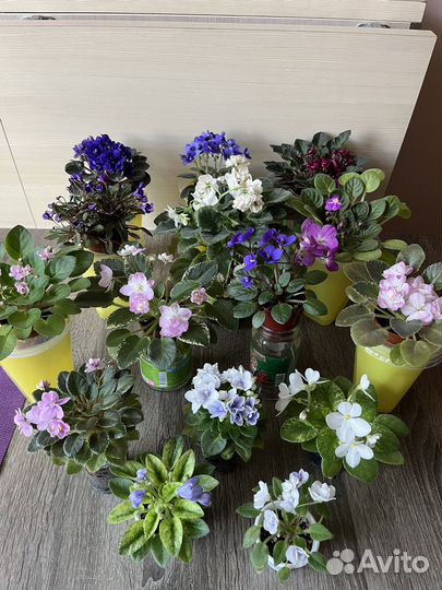 Цветущие мини и трейлерные фиалки