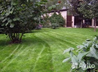 Газон рулонный гарантия