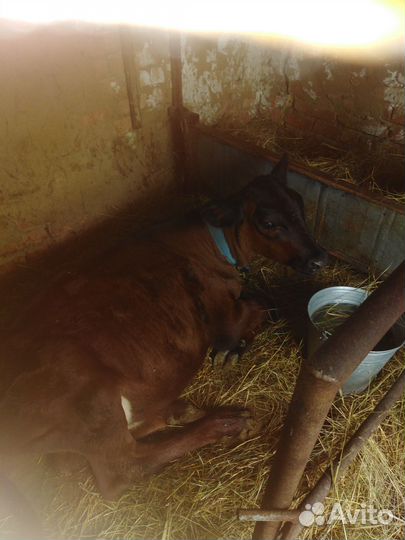 Продаётся тёлочка от домашней коровы