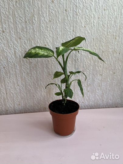 Диффенбахия кустовая