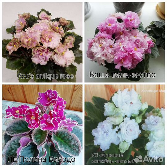 Фиалка лист