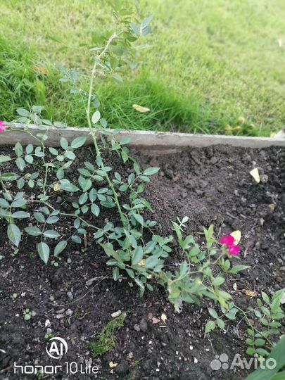 Мускусная роза