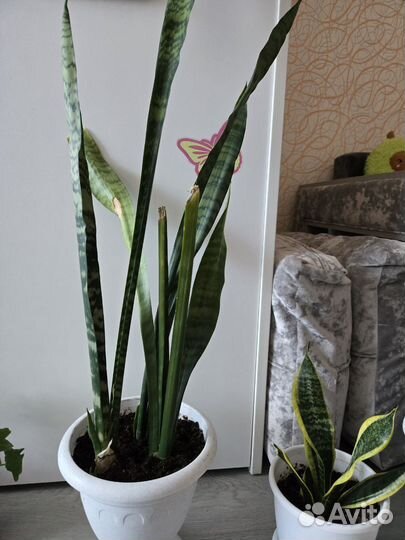 Сансевиерия