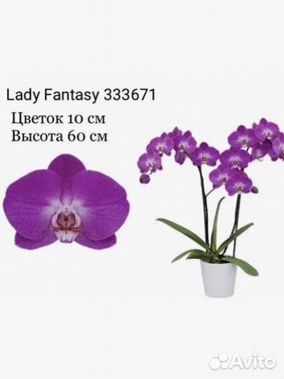 Орхидеи Фаленопсис Сорт