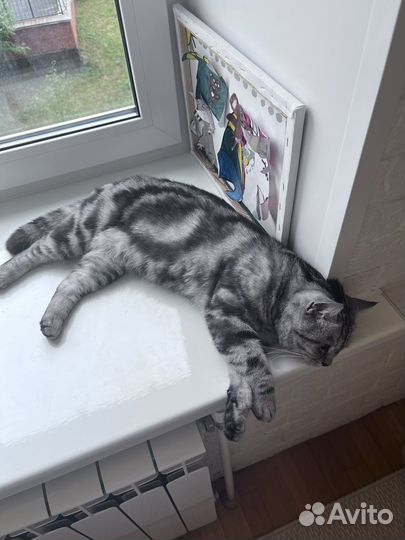 Кот-потеряшка