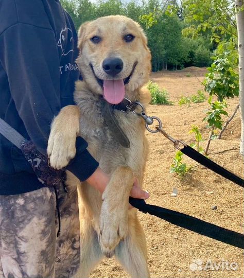 Собака в добрые руки