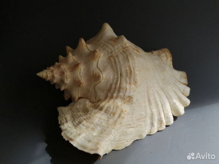 Ракушка морская большая