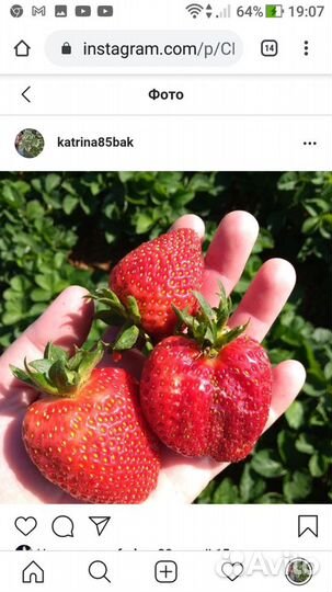 Рассада клубники Кокино 3 сорта