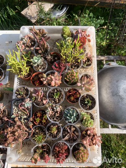 Суккуленты