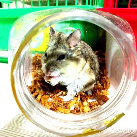 Джунгарский хомяк девочки, мальчики, малыши