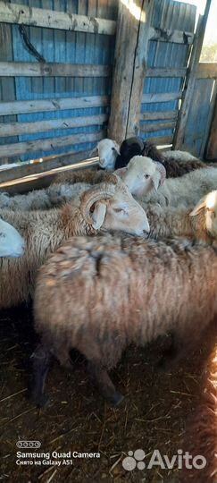 Курдючные бараны овцы