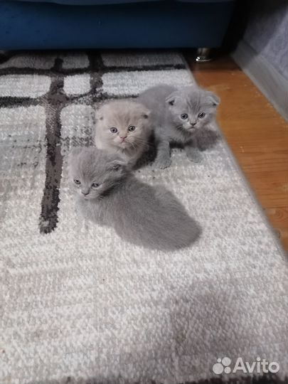 Шотландские вислоухие котята