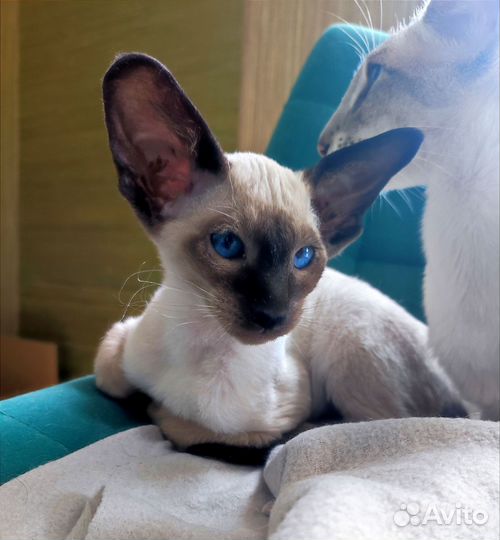 Ориентал котенок девочка