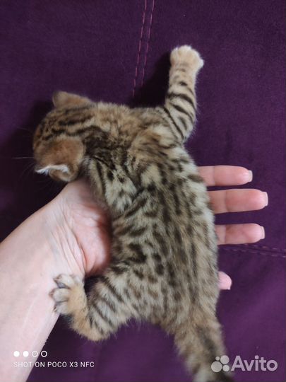 Бенгальская