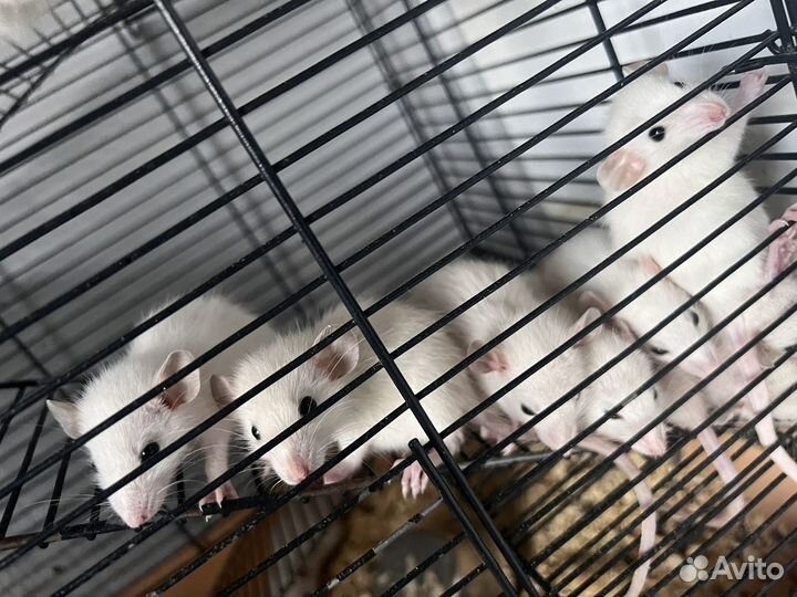 Крыски дамбо