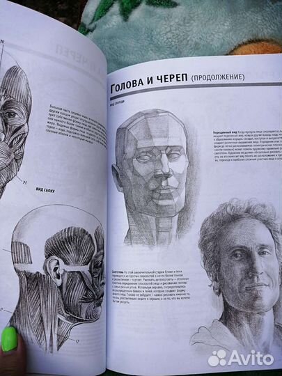 Книга Анатомия для художника