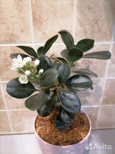 Экзотические комнатные растения