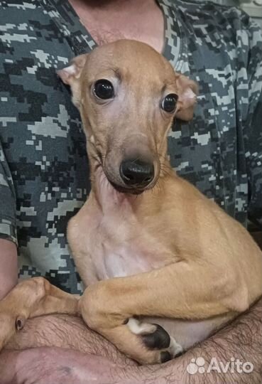 Левретка, мальчик