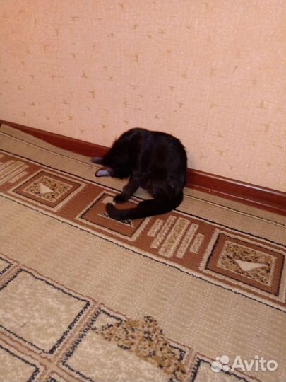 Котята в добрые руки бесплатно