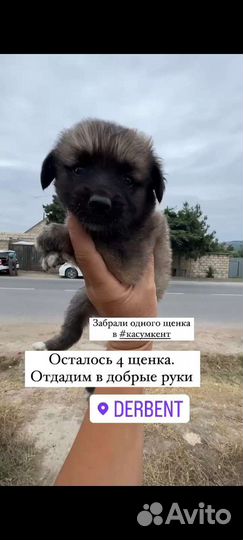 Отдам щенков в добрые руки бесплатно