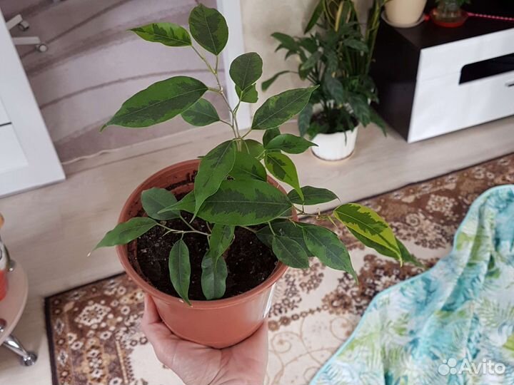 Бенджамина