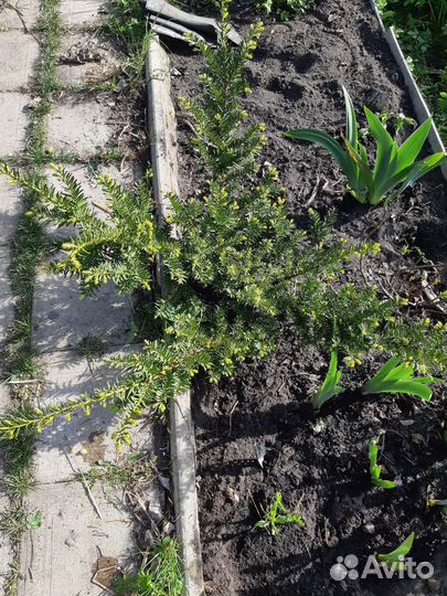 Тис ягодный, хвойники