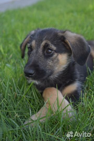Щенок мальчик