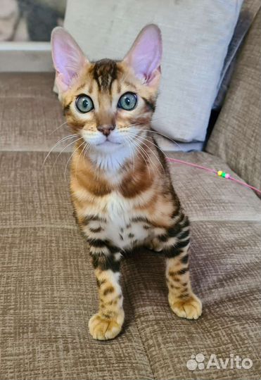 Бенгалы в разведение и любимцы