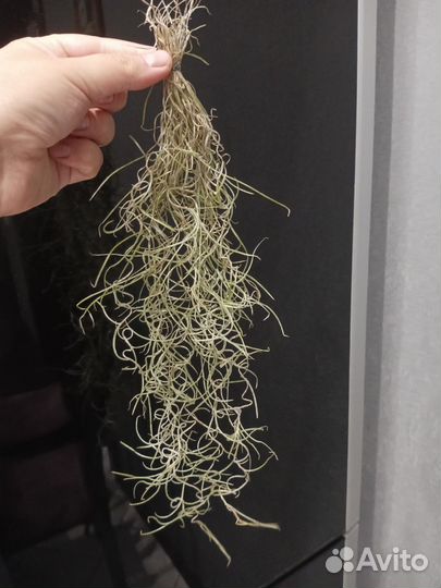 Тилландсия уснеевидная