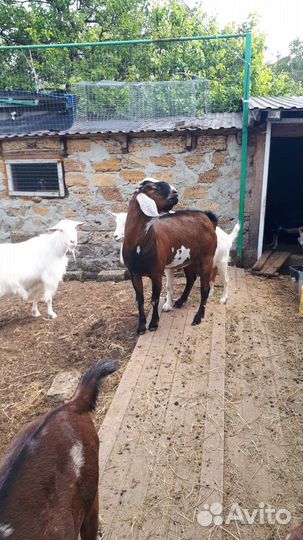 Козел на вязку