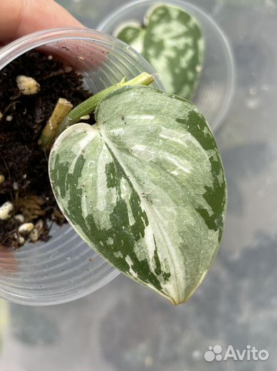 Сциндапсус маяри