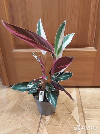 Строманта триостар