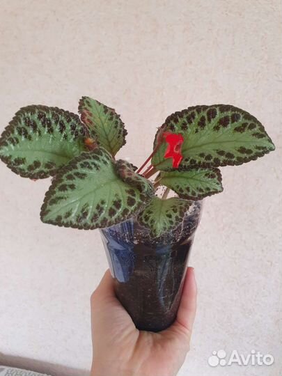 Цветы Декабрист, фикус, денежное дерево, эписция