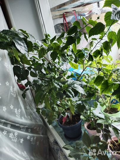 Все-гибискус махровый,розебудная герань,кроссандра