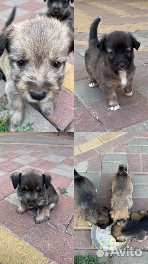 Собака в добрые руки отдам бесплатно щенки