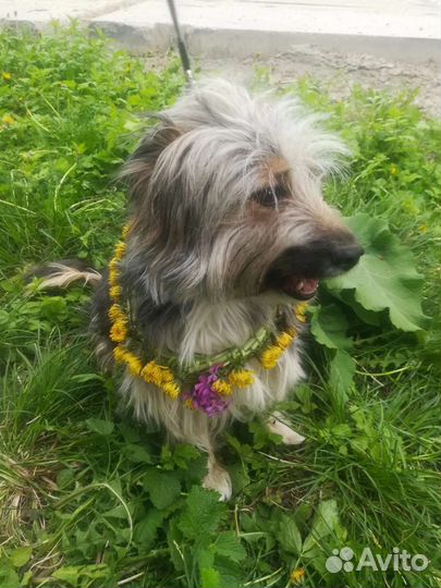 Собака метис не большая в добрые руки